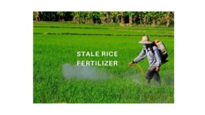 Read more about the article How to Make Fertilizer from Stale Rice/Stale Rice Fertilizer