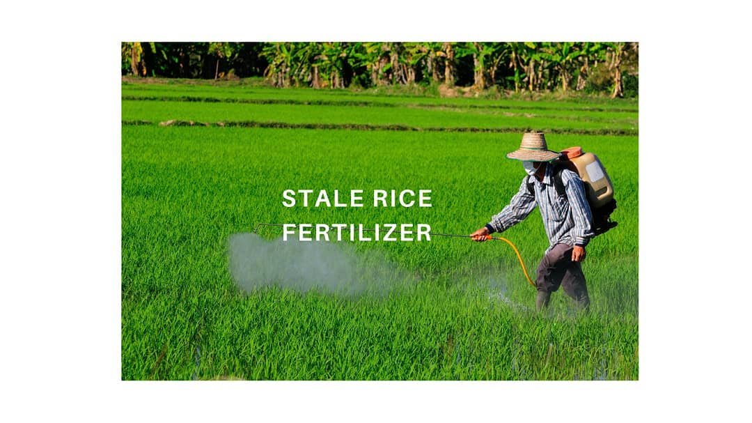 You are currently viewing How to Make Fertilizer from Stale Rice/Stale Rice Fertilizer