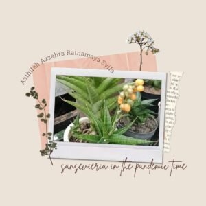 Read more about the article Sensivera Plant during Pandemic