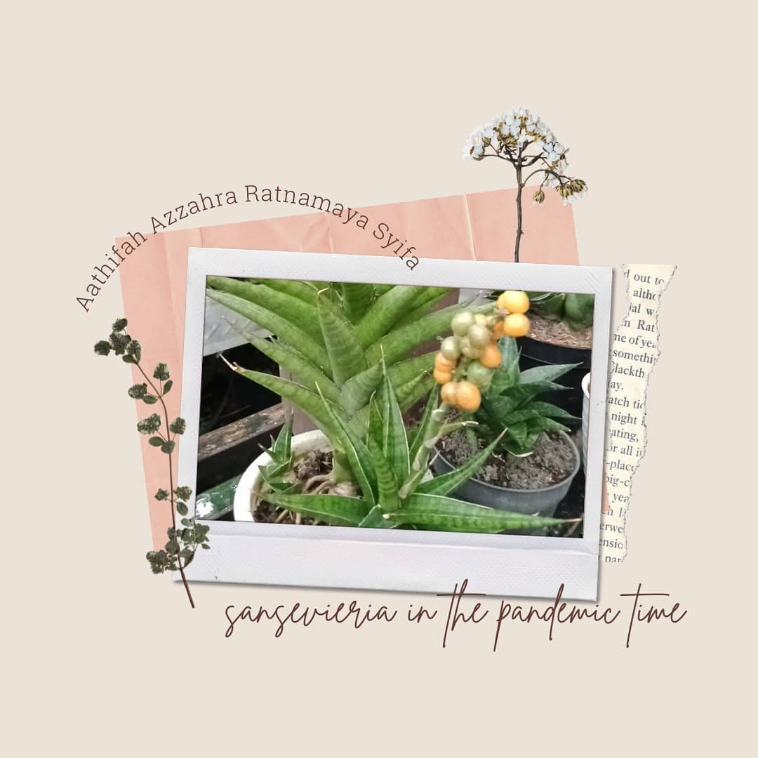 Read more about the article Sensivera Plant during Pandemic