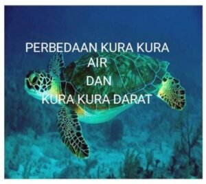 Read more about the article The Different Between Turtle and Tortoise