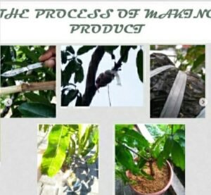 Read more about the article The Ways to Graft A Mango Tree to Make Its Roots Grow Quickly